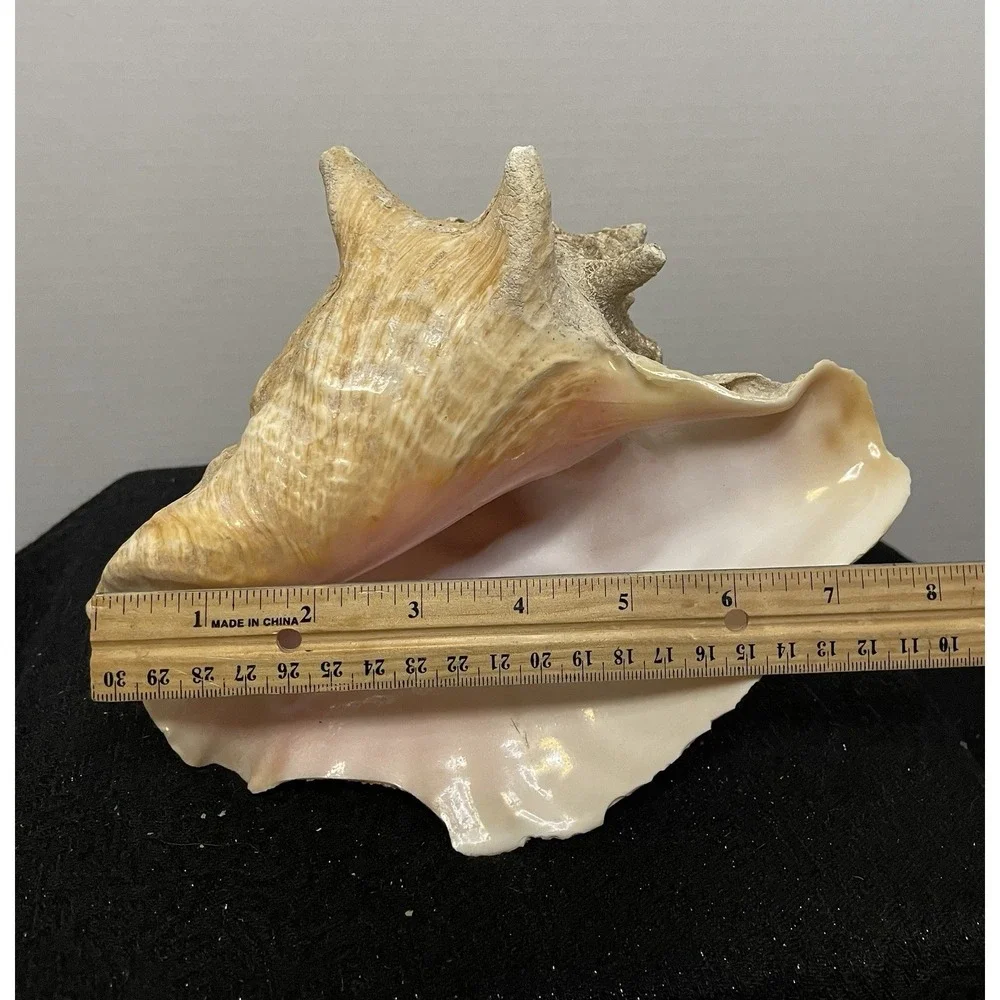 Vintage Natural Large Pink Queen Conch Sea Shell Nautical Ocean Beach Home Decor